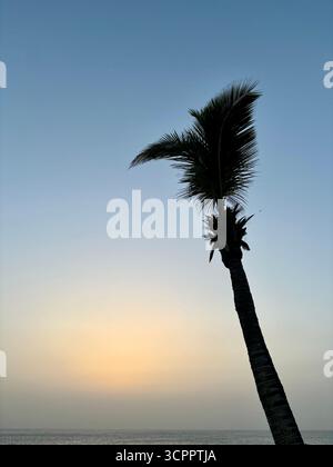 Una singola palma si staglia contro un tramonto mediterraneo Foto Stock