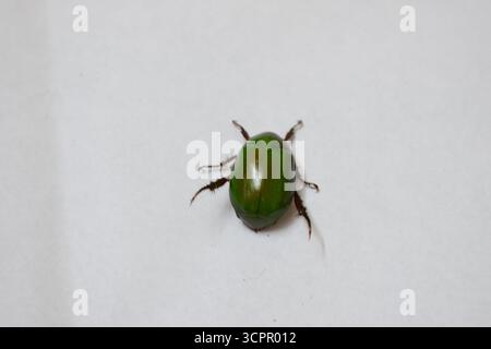Caffera cuprea (Anomala cuprea) Green metallizzato immagine ravvicinata del coleottero Foto Stock