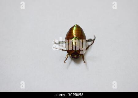 Caffera cuprea (Anomala cuprea) Green metallizzato immagine ravvicinata del coleottero Foto Stock