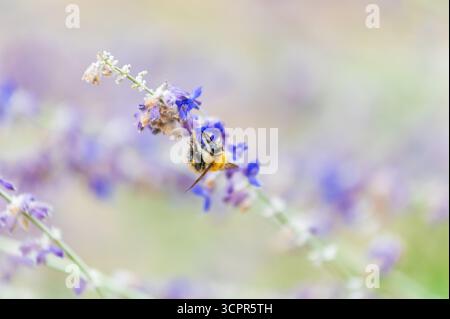 Primo piano di un'ape appesa a un fiore di lavanda blu, probosci all'interno del fiore, raccogliendo qualche nettare Foto Stock