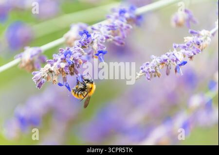 Primo piano di un'ape appesa a un fiore di lavanda, raccogliendo il suo nettare, visto dal profilo Foto Stock