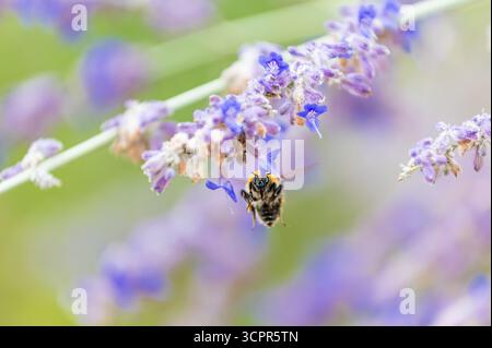 Primo piano di un'ape che vola di fronte a un fiore di lavanda per raccogliere il suo nettare Foto Stock