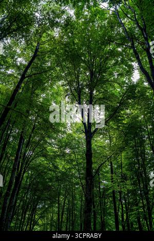 Vista di alti alberi e verdeggianti baldacchino nella foresta montana di Vitosha vicino a Sofia, Bulgaria, che creano un'atmosfera naturale e tranquilla. Foto Stock