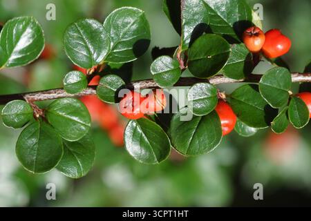 Primo piano Cotoneaster horizontalis (Rock Cotoneaster) un arbusto con frutti di bosco brillanti e scarlatti. Settembre, Paesi Bassi Foto Stock