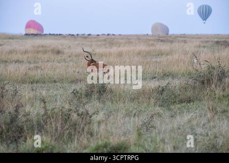 Impala (Aepyceros melampus) pascolando in savana con mongolfiere sullo sfondo, parco nazionale Maasai Mara Foto Stock