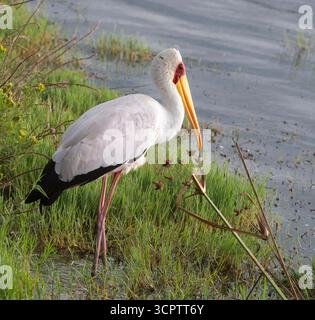 Stork Mycteria ibis con becco giallo nel lago Nakuru, Kenya Foto Stock