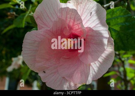 Fiore di ibisco rosa in piena fioritura con petali vibranti e foglie verdi, una pianta ornamentale tropicale della famiglia Malvaceae. Foto Stock