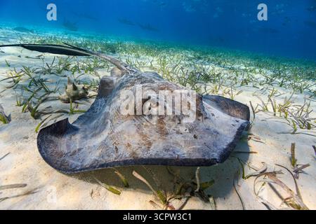 Una Stingray meridionale poggia sul fondo sabbioso dell'oceano tra i gabbiani, con squali che nuotano sullo sfondo. Foto Stock