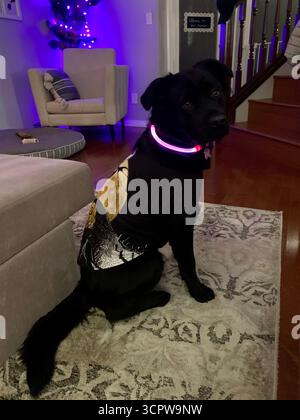 Black Labrador in Nightmare Before Christmas costume Jack Skellington con colletto viola brillante, in posa in un accogliente soggiorno con arredamento di Halloween. Foto Stock