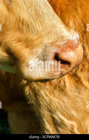 Primo piano di una museruola di mucca Foto Stock