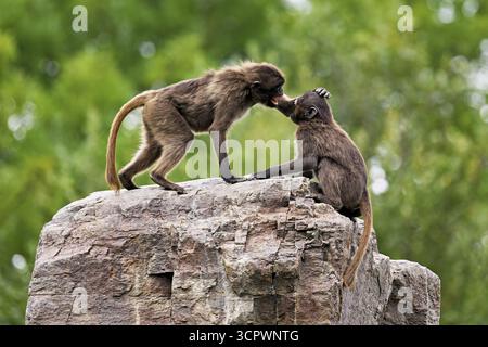 Due djeladas o babbuini dal petto di sangue (Theropithecus gelada), in una giocosa lotta sulla roccia, prigioniera, Svizzera Foto Stock