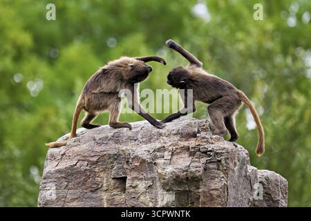 Due djeladas o babbuini dal petto di sangue (Theropithecus gelada), in una giocosa lotta sulla roccia, prigioniera, Svizzera Foto Stock