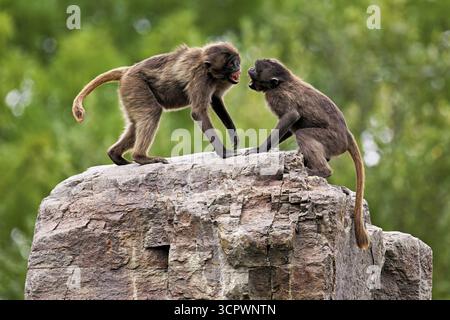 Due djeladas o babbuini dal petto di sangue (Theropithecus gelada), in una giocosa lotta sulla roccia, prigioniera, Svizzera Foto Stock