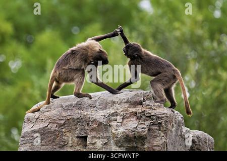 Due djeladas o babbuini dal petto di sangue (Theropithecus gelada), in una giocosa lotta sulla roccia, prigioniera, Svizzera Foto Stock