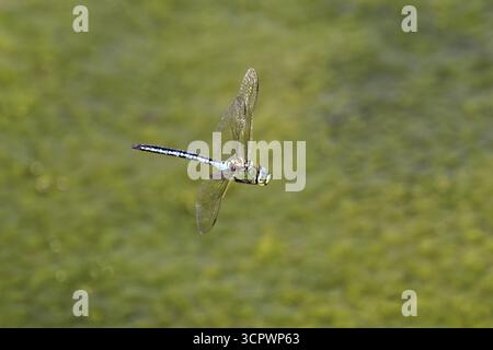 Grande dragonfly re (Anax imperator), in volo, Svizzera Foto Stock