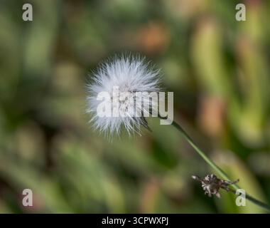 Fiori maturi di Slender sowthistle, Sonchus tenerrimus, che mostra le sue caratteristiche teste di semi soffici. È originaria della regione mediterranea di Foto Stock