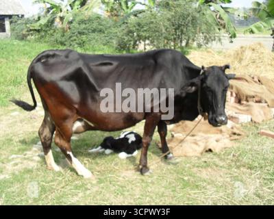 Black Cow – Fotografia degli animali della fattoria Foto Stock