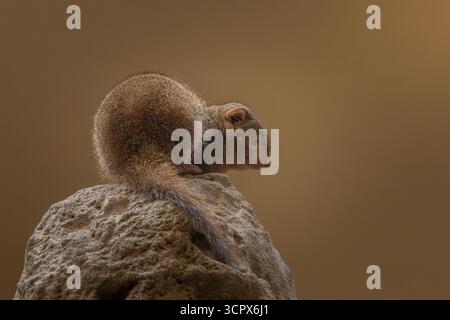 Mangusta nana (Helogale parvula), Sudafrica Foto Stock