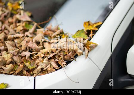 Molte foglie autunnali gialle cadute sul parabrezza e sul cofano di un'auto in piedi sotto un albero. Sporcare la vettura quando non è pulita Foto Stock
