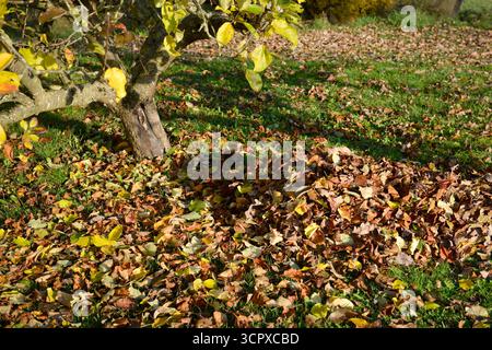 Mucchio di foglie morte ai piedi di un albero sul prato in autunno Foto Stock