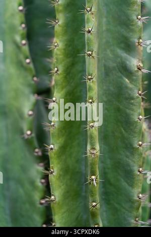 Primo piano di gambi verdi di cactus con spine in un giardino desertico. Foto Stock