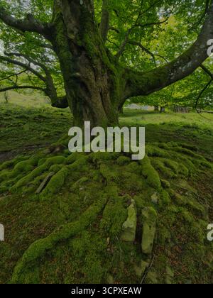 Magnifica foresta di faggi muschiati con radici antiche - incantevole vista di un tronco di faggio coperto di muschio e delle sue potenti radici esposte in un verde lussureggiante Foto Stock