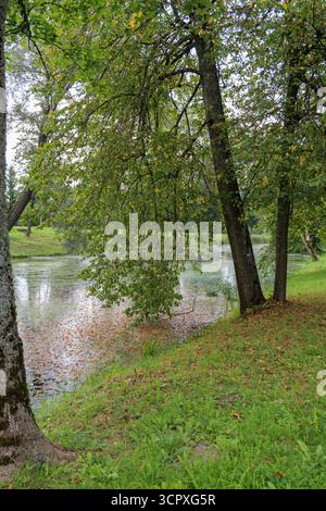Un tranquillo laghetto in un parco, coperto da un mix di alghe e foglie gialle cadute, circondato da lussureggianti alberi verdi ed erba. Foto Stock