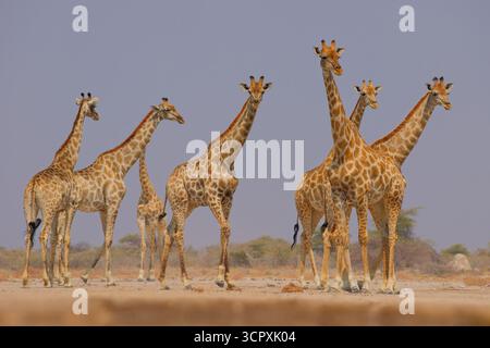 Giraffa angolana o namibiana o Smokey Giraffe - Giraffa giraffa angolensis, precedentemente Giraffa camelopardalis angolensis, sottospecie di Giraffa meridionale trovata i Foto Stock