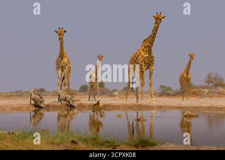 Giraffa angolana o namibiana o Smokey Giraffe - Giraffa giraffa angolensis, precedentemente Giraffa camelopardalis angolensis, sottospecie di Giraffa meridionale trovata i Foto Stock