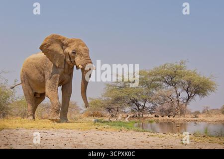 African Bush Elephant - Loxodonta africana elefante solitario che cammina nella savana per bere dalla sorgente di Etosha in Namibia, maestoso animale che si avvicina Foto Stock