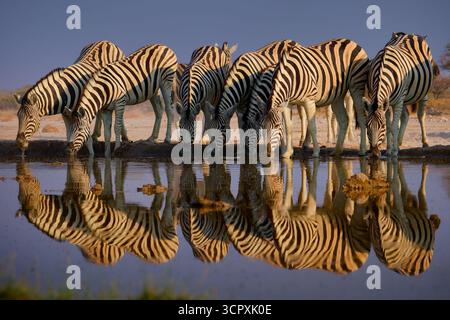 Pianure Zebra - Equus quagga ex Equus burchellii, anche comune zebra, specie più comuni e diffuse di zebra, strisce bianche e nere in sava Foto Stock