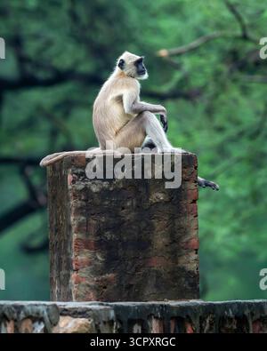 Nelle pianure settentrionali il langur grigio o i langurs di Hanuman o il langur indiano o la famiglia delle scimmie di Semnopithecus sulle mura all'aperto del forte durante il safari nella giungla ranthambore Foto Stock