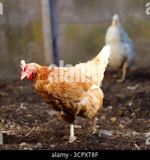 Una gallina marrone con un pettine rosso sta nella sporcizia. Dietro c'è una gallina bianca sfocata, con un muro di cemento sullo sfondo. Foto Stock