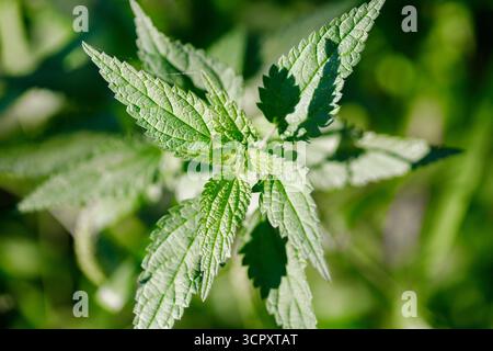 Una vista ravvicinata e dall'alto delle foglie di ortica verde, che mostra dettagli intricati dei loro bordi seghettati e della trama venata, con uno sfondo verde sfocato Foto Stock