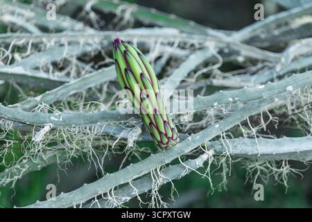 Un bocciolo di frutta di drago, verde con venature viola, siede su un gambo simile a un cactus con radici penzolanti. Lo sfondo è di colore verde sfocato. Foto Stock