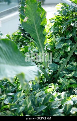 A close-up view of lush green foliage, featuring large, broad leaves with prominent veins and smaller, variegated leaves. Sunlight filters through, il Foto Stock
