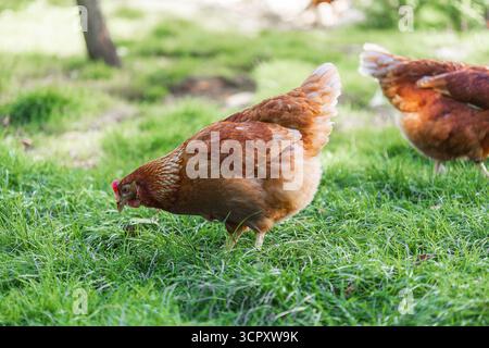 Due polli bruni che si nutrono in un campo erboso. Il pollo più vicino sta beccando l'erba. Foto Stock
