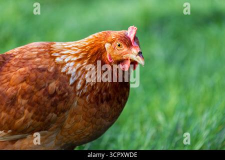 Un primo piano mostra una gallina con piume marroni e bianche, un pettine rosso e una mosca sul becco, su uno sfondo verde erboso. Foto Stock