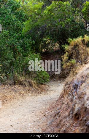 Un tortuoso sentiero sterrato si snoda attraverso vegetazione lussureggiante e alberi, che conduce in salita in un'area ombreggiata. Foto Stock