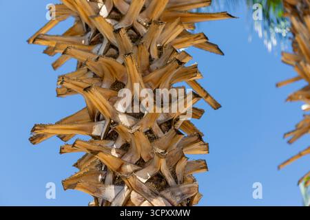 Ripresa ad angolo basso del tronco di palma con basi di foglie sovrapposte contro un cielo azzurro. Tonalità calde e neutre dominano la texture del tronco. Foto Stock