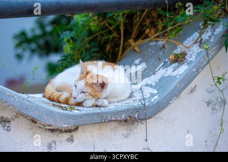 Un gatto bianco e arancio arricciato dorme su una sporgenza grigia, con fogliame verde e vernice bianca sbucciante. Sopra è visibile un tubo scuro. Foto Stock