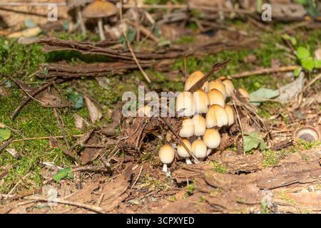 Primo piano di un fitto gruppo di funghi che cresce sul terreno della foresta. I loro tappi beige contrastano con il muschio verde. Foto Stock