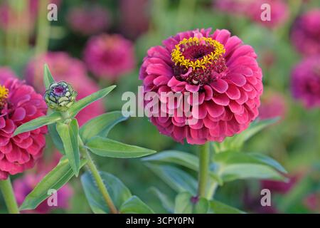 Rosa, giallo e verde lime Zinnia elegans o zinnia comune «Queen Lime Red» in fiore. Foto Stock