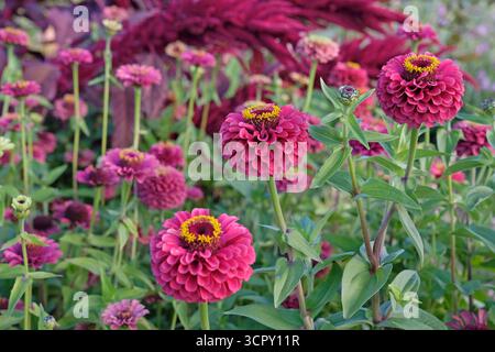 Rosa, giallo e verde lime Zinnia elegans o zinnia comune «Queen Lime Red» in fiore. Foto Stock