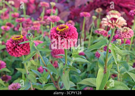 Rosa, giallo e verde lime Zinnia elegans o zinnia comune «Queen Lime Red» in fiore. Foto Stock