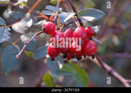 Un primo piano di rosa rossa ai fianchi. Foto Stock
