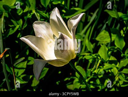 Foto ravvicinata di un tulipano da giardino bianco, conosciuto in alternativa come tulipano da sposa o tulipano d'angelo Foto Stock
