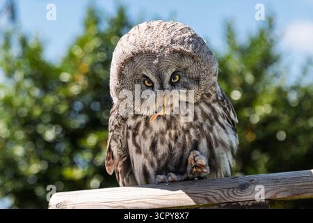 Grande gufo grigio (Strix nebulosa lapponica) in cattività, Inghilterra, Regno Unito Foto Stock
