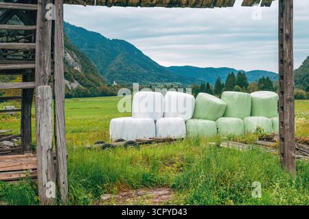 Grandi balle di insilato verdi disposte ordinatamente lungo un'area rurale, con montagne che si innalzano dietro i fienili. Messa a fuoco selettiva. Foto Stock