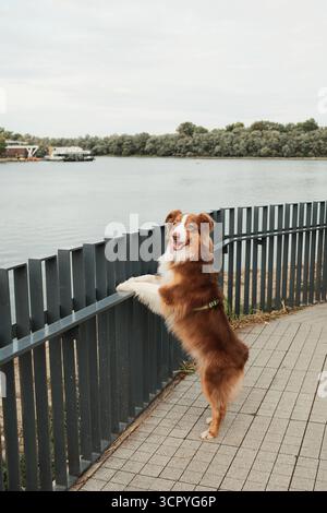 Cane da pastore australiano marrone in piedi sulle zampe posteriori che guarda sulla recinzione metallica del fiume a Belgrado. Rosso tricolore australiano. Viaggia con il concetto di animali domestici. Foto Stock